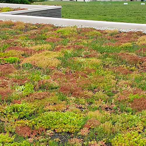 découvrez les avantages des toits en sedum, une solution écologique et esthétique pour l'aménagement de vos espaces urbains. idéal pour l'isolation thermique et la biodiversité, optez pour une toiture végétale qui embellit votre environnement.