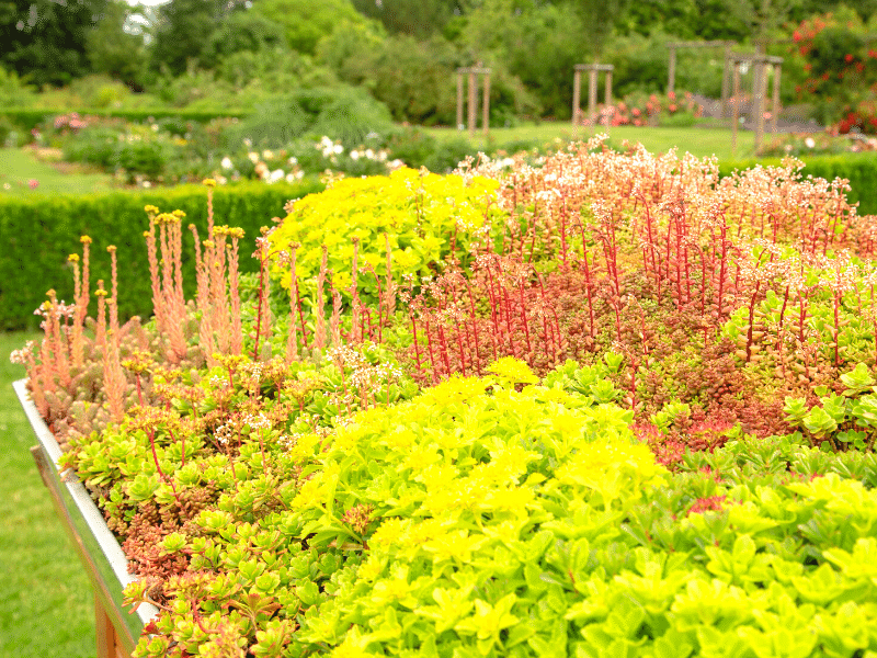 découvrez les avantages du toit en sedum, une solution écologique et esthétique pour vos espaces extérieurs. apprenez comment cette couverture végétale contribue à l'isolation, la gestion des eaux pluviales et la biodiversité. transformez votre toiture en un véritable jardin tout en préservant l'environnement.