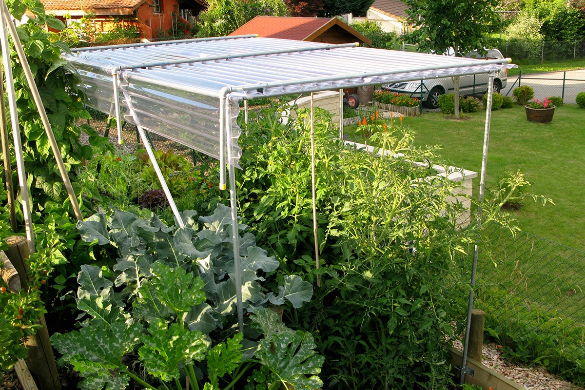 découvrez comment cultiver des tomates sous un toit, une technique innovante qui allie protection et optimisation de la croissance. apprenez les meilleures pratiques pour récolter des fruits savoureux tout en maximisant l'espace de jardinage.