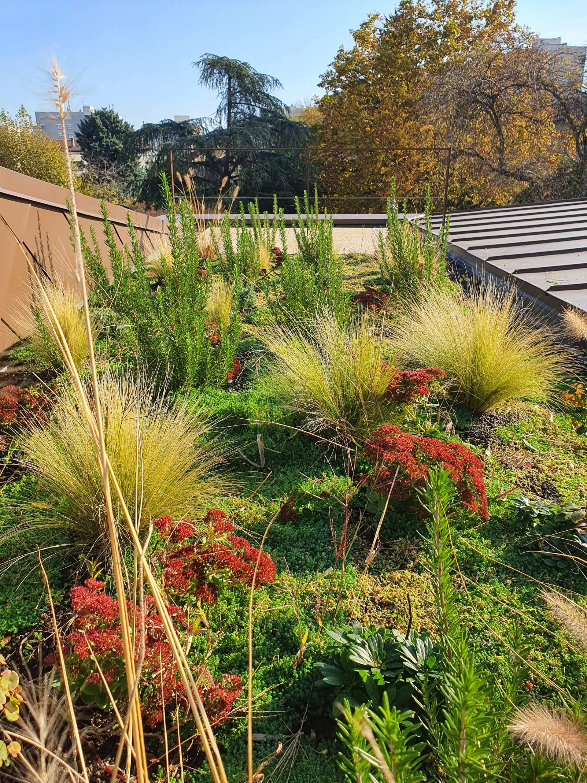 découvrez les avantages des toits végétaux : une solution écologique qui améliore l'isolation, favorise la biodiversité et embellit votre espace urbain. transformez votre toiture en un jardin suspendu et contribuez à la lutte contre le changement climatique.