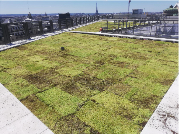 découvrez les avantages des toits verts pour l'environnement et votre bien-être. apprenez comment ils améliorent l'isolation, réduisent le ruissellement et favorisent la biodiversité, tout en ajoutant une touche de verdure à votre espace urbain.