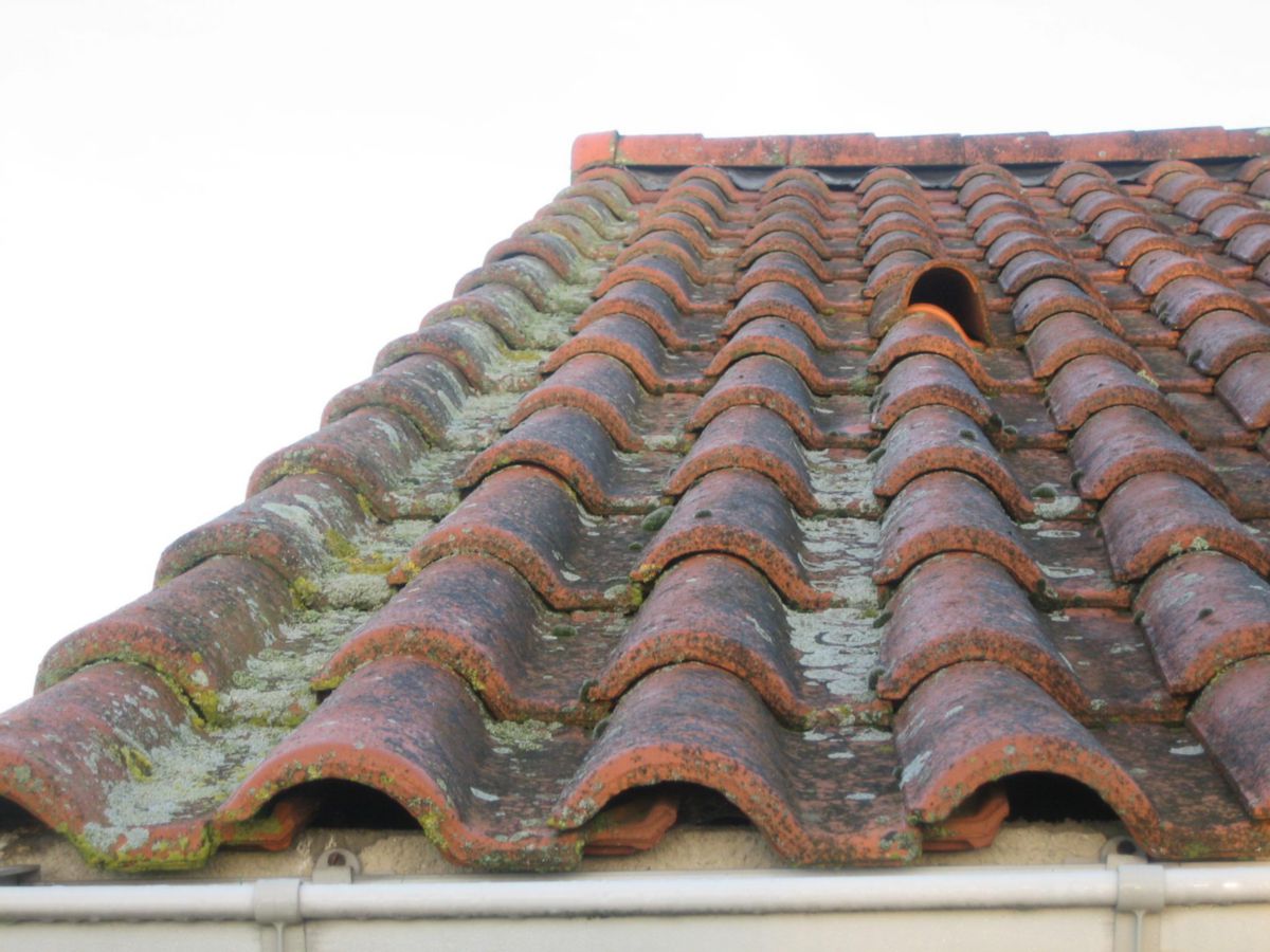 découvrez nos solutions anti-mousse pour entretien de votre toit. protégez votre maison contre les nuisibles et prolongez la durée de vie de votre toiture avec nos produits efficaces et faciles à appliquer.