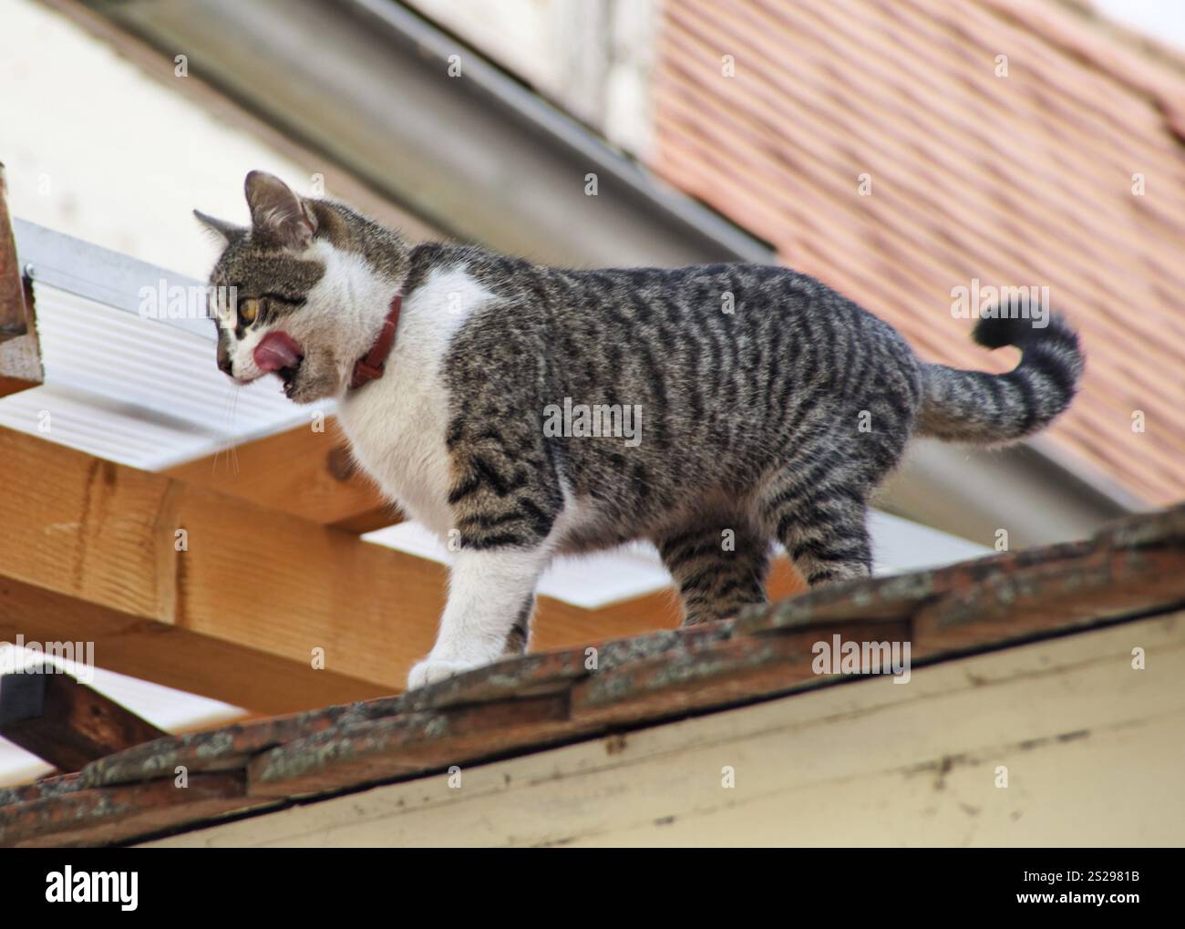 découvrez des astuces efficaces pour attirer les chats sur votre toit, en créant un environnement accueillant et sécurisé. apprenez à utiliser des techniques attrayantes pour que vos amis félins se sentent chez eux tout en explorant les espaces extérieurs.