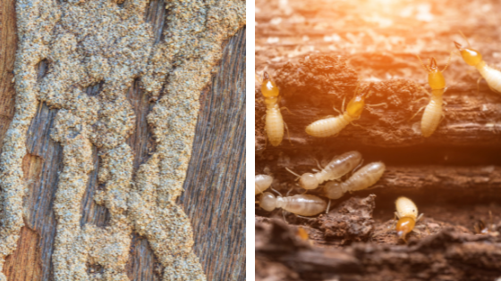 découvrez comment protéger et entretenir votre bête de toit pour garantir la longévité et le confort de votre abri. des conseils pratiques et astuces pour optimiser votre espace et assurer le bien-être de vos animaux.