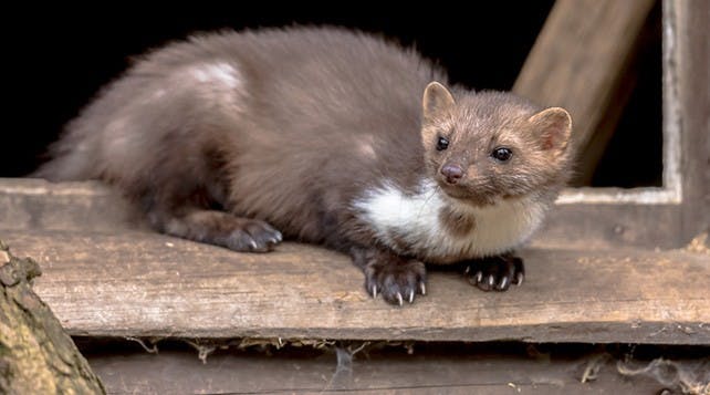 découvrez des techniques efficaces pour chasser la fouine, un petit mammifère nuisible. apprenez les meilleures méthodes, pièges et conseils pour protéger votre maison et vos cultures grâce à notre guide complet sur la chasse à la fouine.