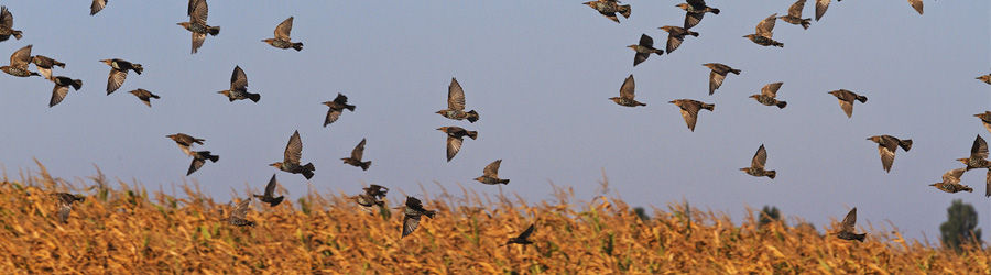 découvrez l'art de la chasse aux oiseaux : techniques, conseils et astuces pour vivre des expériences mémorables dans la nature. apprenez à identifier les différentes espèces et respectez l'environnement avec chaque chasse.