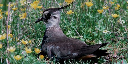 découvrez l'art de chasser les oiseaux, des techniques efficaces aux conseils pratiques pour réussir vos sorties. plongez dans l'univers fascinant de l'ornithologie et apprenez à identifier les espèces tout en respectant la biodiversité.