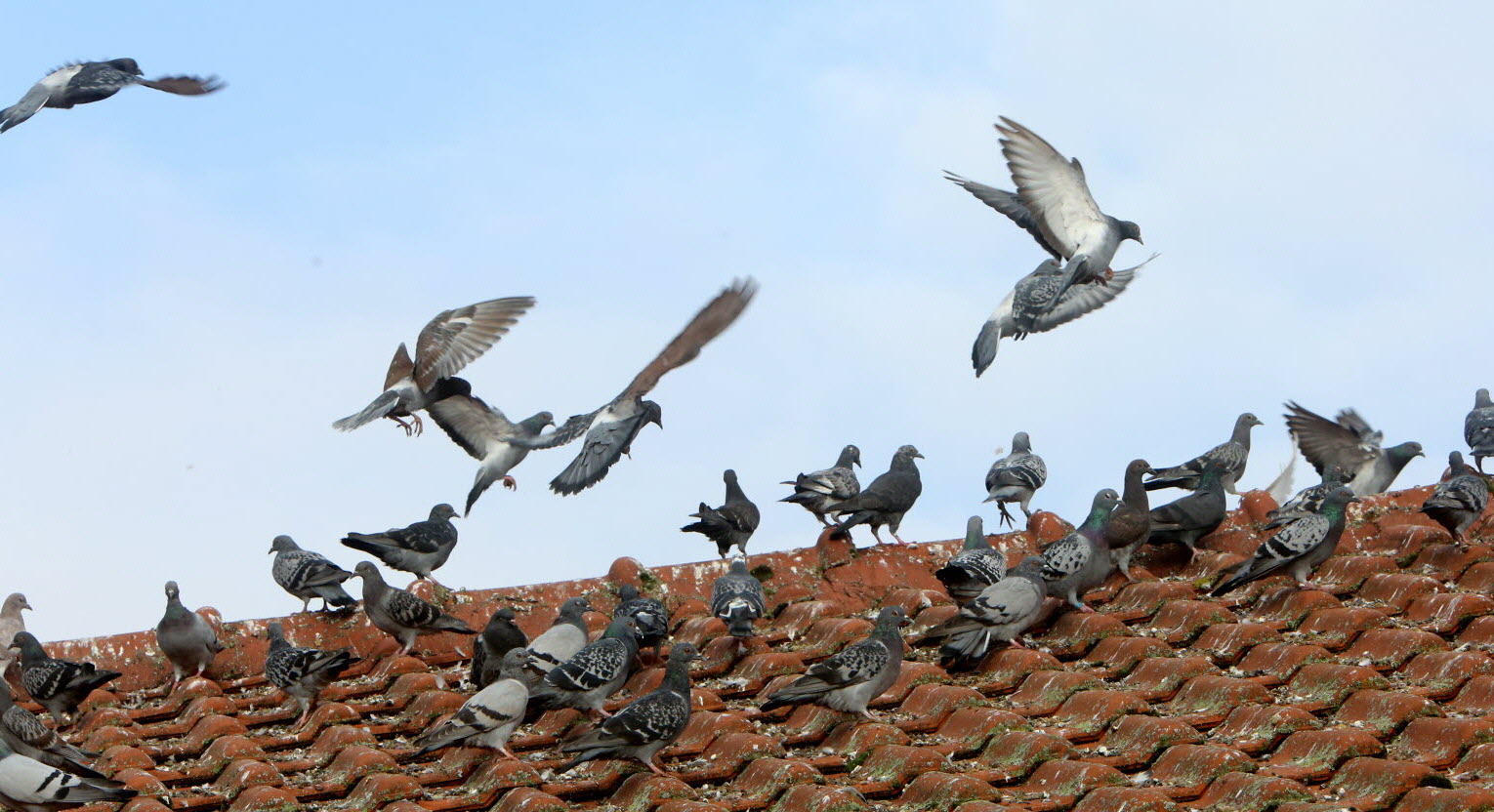 découvrez les meilleures techniques pour chasser les oiseaux sur votre toit. apprenez à protéger votre espace de vie tout en respectant la nature, avec des astuces pratiques et des conseils éthiques pour éloigner les volatiles indésirables.