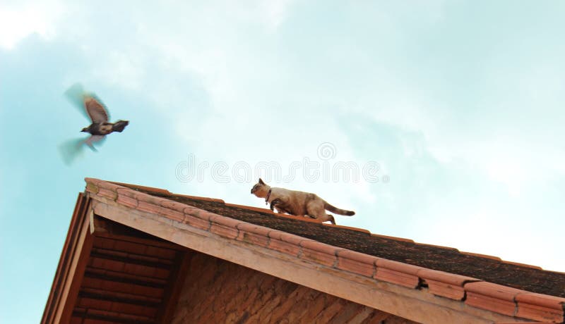 découvrez les meilleures techniques pour chasser les oiseaux sur votre toit et protégez votre espace extérieur des nuisances sonores et des dégâts éventuels. apprenez à identifier les espèces, à utiliser des répulsifs naturels et à mettre en place des solutions efficaces pour garder votre maison sereine.