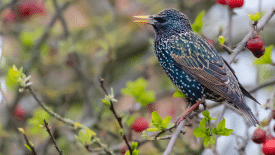 découvrez les meilleures techniques pour chasser les oiseaux sur votre toit, tout en préservant votre environnement. apprenez des astuces pratiques et efficaces pour protéger votre espace extérieur des nuisances aviaires.