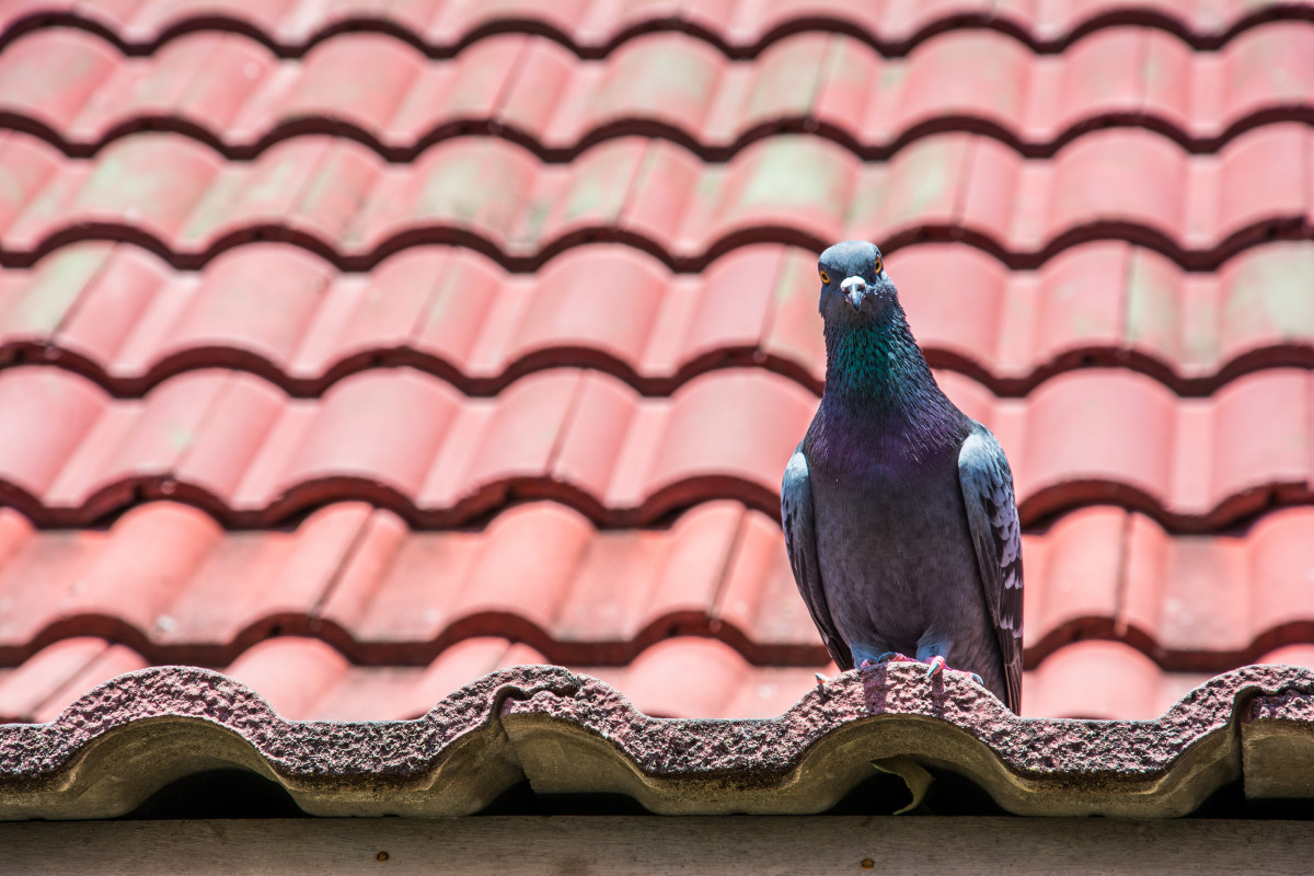 découvrez des méthodes efficaces et responsables pour chasser les pigeons de votre toit. protégez votre maison des nuisances tout en respectant la faune urbaine.