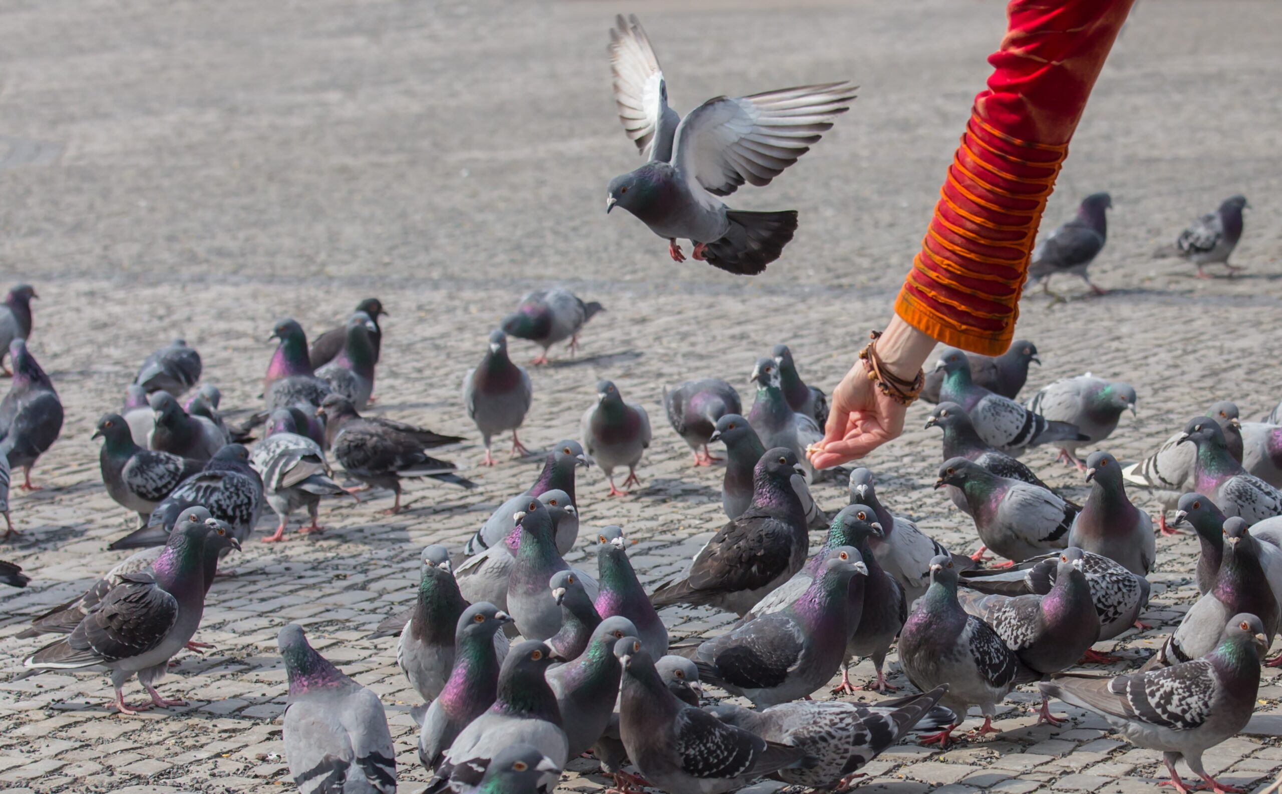 découvrez des astuces efficaces pour chasser les pigeons sur votre toit. protégez votre espace de vie des nuisibles et préservez l'intégrité de votre habitation avec des méthodes respectueuses de l'environnement.