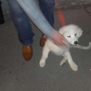 découvrez comment les chiens aiment observer le monde depuis la fenêtre de la maison. apprenez les comportements fascinants de votre compagnon à quatre pattes et comment créer un espace confortable pour qu'il profite de la vue.