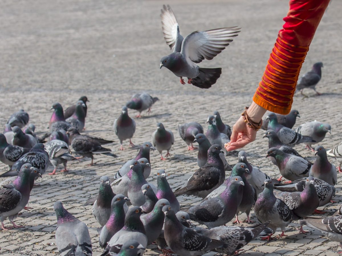 découvrez des astuces efficaces pour éloigner les oiseaux de votre toit. protégez votre maison des nuisances tout en respectant l'environnement grâce à des méthodes simples et naturelles.