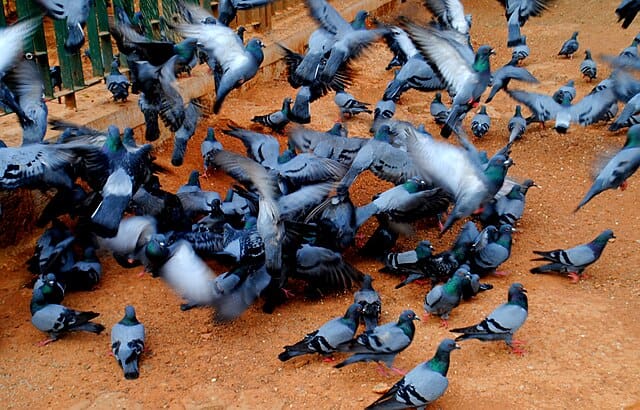 découvrez des astuces efficaces pour éloigner les pigeons de votre toit et protéger votre espace extérieur. apprenez à utiliser des méthodes naturelles et des solutions pratiques pour préserver votre tranquillité et maintenir votre toiture en bon état.