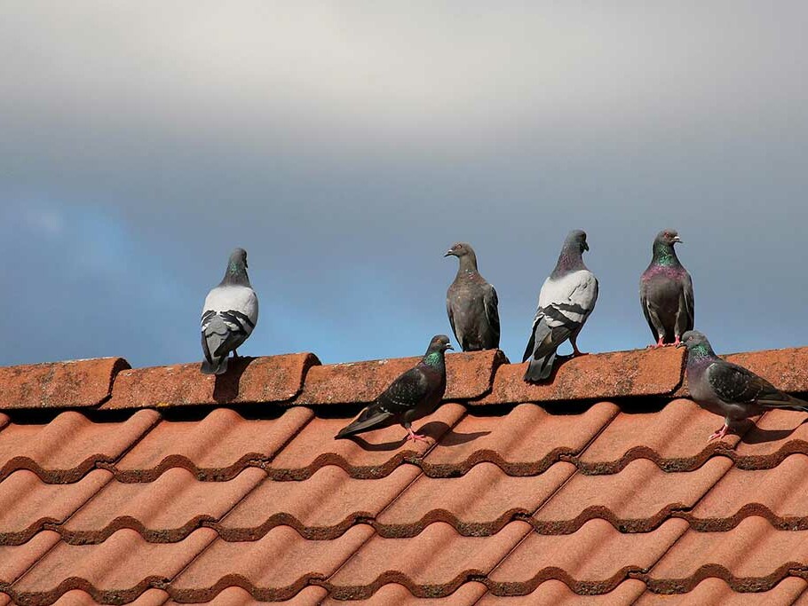 découvrez des astuces efficaces pour éloigner les pigeons de votre toit. protégez votre maison des nuisances et préservez son allure avec des solutions simples et pratiques.