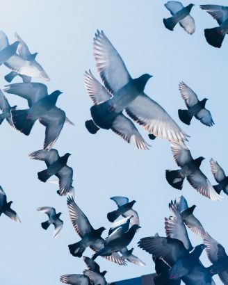 découvrez des solutions efficaces pour éloigner les pigeons de votre toit. des techniques naturelles aux dispositifs anti-pigeons, protégez votre maison des nuisances causées par ces oiseaux tout en préservant l'esthétisme de votre extérieur.