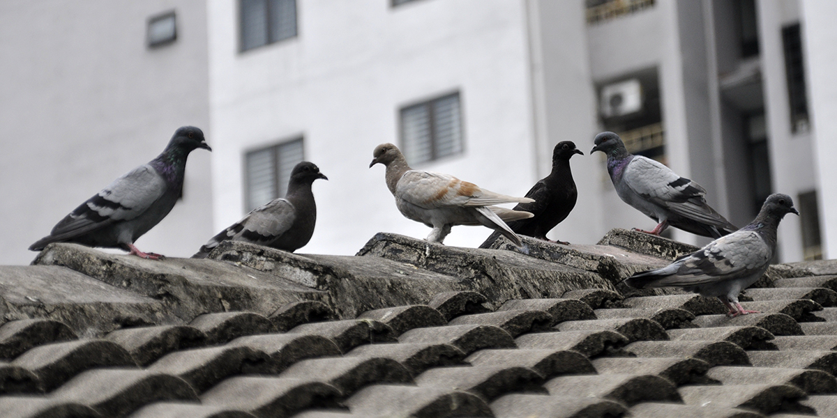 découvrez des astuces efficaces pour éloigner les pigeons de votre toit. préservez votre maison des nuisances et assurez-vous un environnement sain grâce à nos conseils pratiques et solutions adaptées.