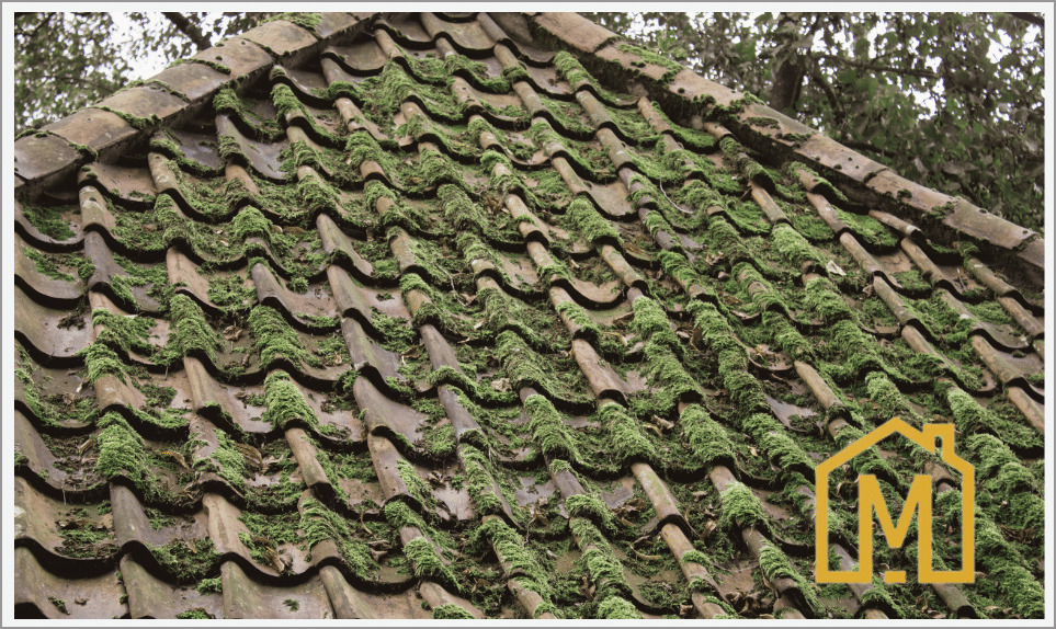 découvrez nos conseils et techniques efficaces pour enlever la mousse sur votre toit. protégez et prolongez la durée de vie de votre toiture grâce à des méthodes simples et des produits adaptés.