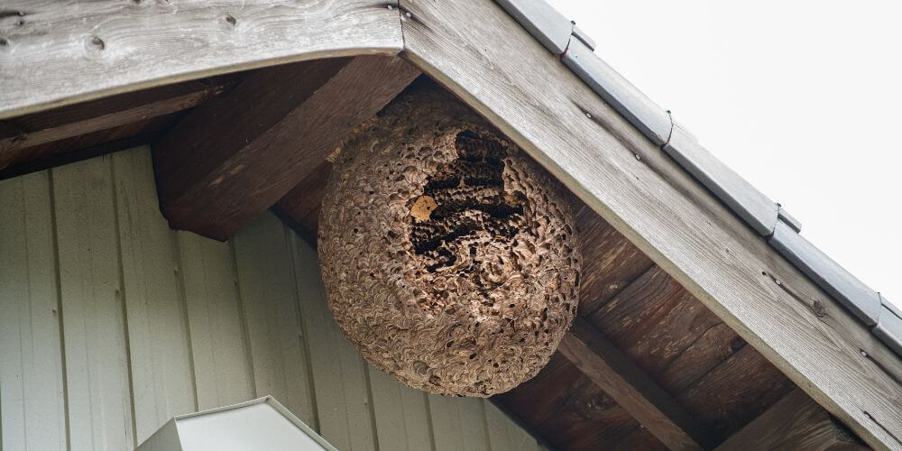 découvrez les meilleures techniques pour enlever un nid de guêpes sur votre toit en toute sécurité. protégez votre maison et votre famille grâce à nos conseils pratiques et astuces pour une intervention efficace.