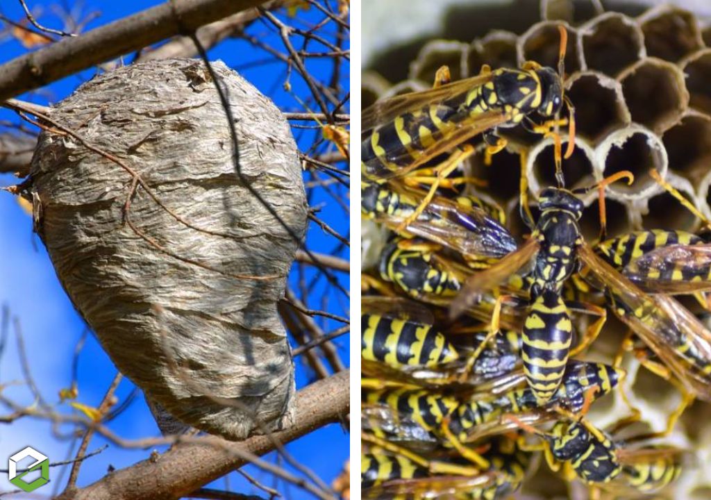 découvrez nos conseils pratiques pour éradiquer les guêpes sur votre toit de manière efficace et sécurisée. protégez votre maison tout en préservant l'équilibre de l'écosystème.