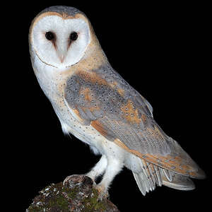 découvrez des solutions efficaces pour expulser les oiseaux de votre toit sans leur nuire. protégez votre maison des nuisances et préservez l'harmonie de votre environnement grâce à nos conseils adaptés.