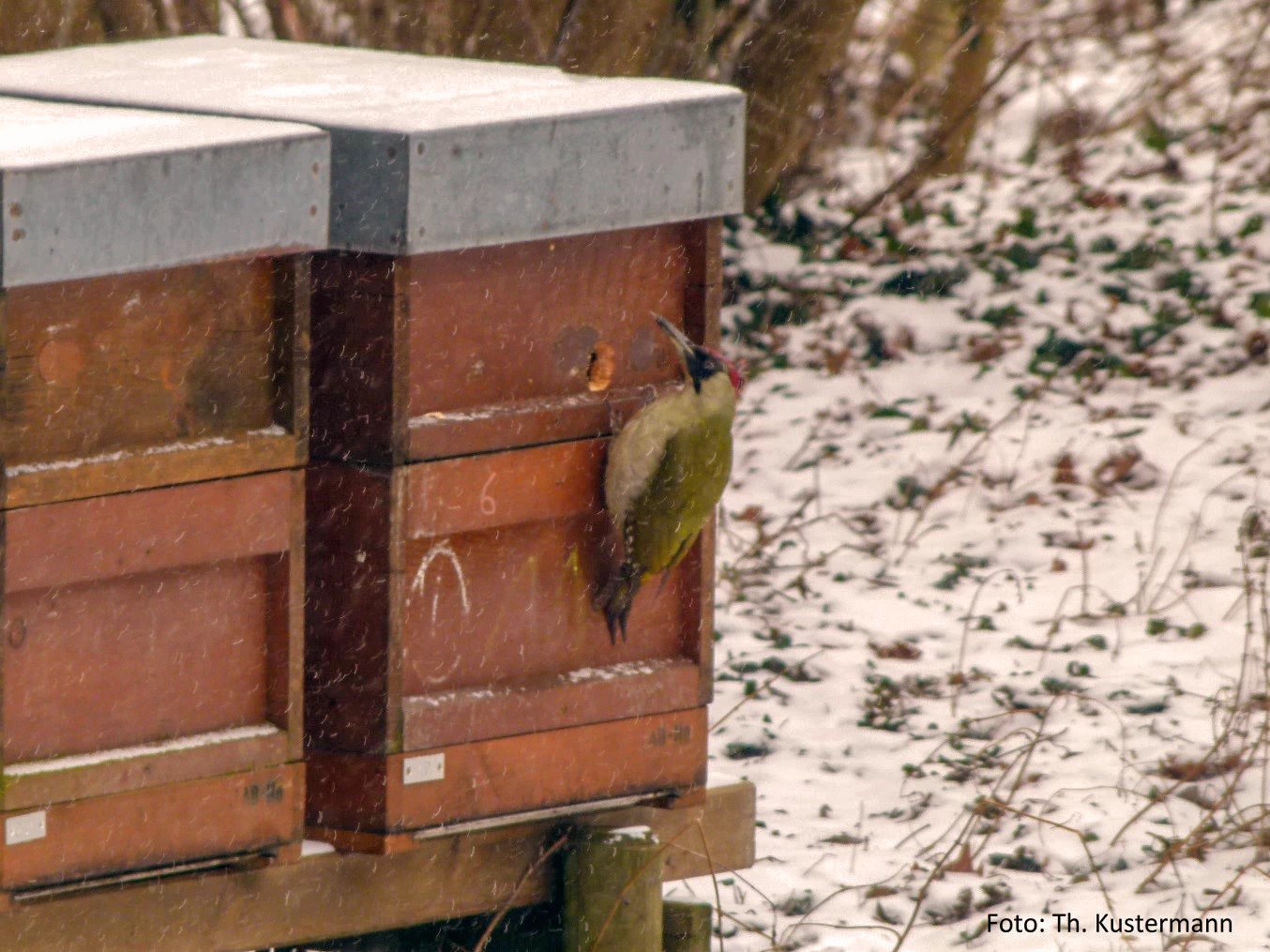 découvrez des méthodes efficaces et respectueuses pour expulser les oiseaux de votre toit. protégez votre maison des nuisances tout en garantissant le bien-être des volatiles.