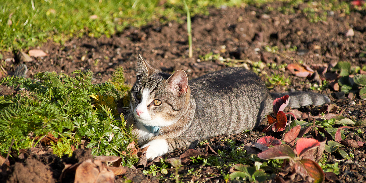découvrez des méthodes sécurisées et efficaces pour faire descendre votre chat du toit. suivez nos conseils pratiques pour assurer la sécurité de votre animal tout en évitant les accidents.