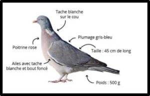 découvrez des méthodes efficaces pour faire fuir les pigeons de votre toit. protégez votre maison des nuisances causées par ces oiseaux avec des solutions simples et durables.