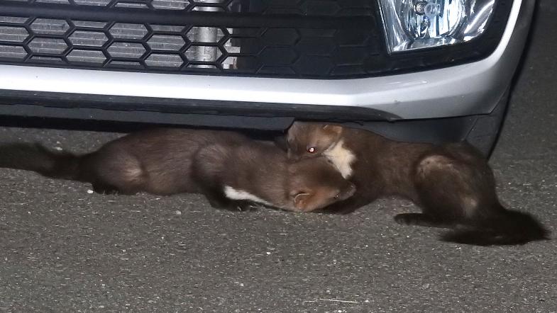 découvrez tout sur la fouine, un animal fascinant de la famille des mustélidés. apprenez ses habitudes, son habitat et son rôle dans l'écosystème. explorez des faits surprenants et des conseils sur la cohabitation avec cet animal sauvage.