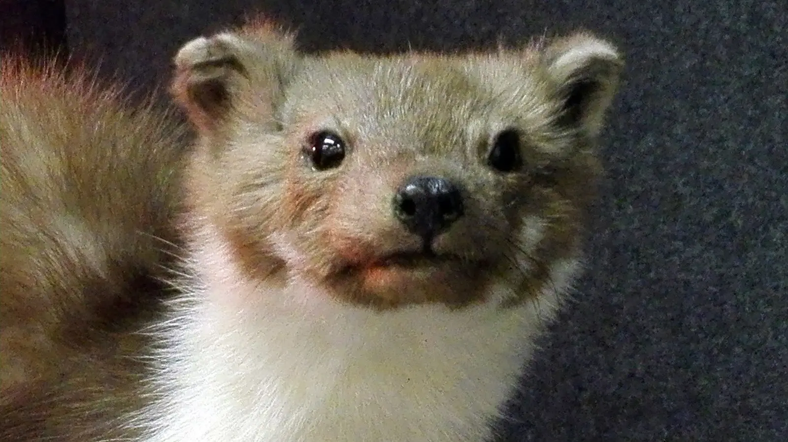 découvrez tout sur la fouine, cet animal à la fois fascinant et méconnu. apprenez son habitat, son comportement et son rôle dans l'écosystème, ainsi que des anecdotes surprenantes sur cet animal malin et nocturne.