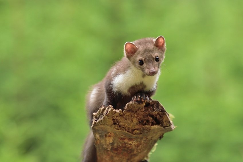découvrez le monde fascinant de la fouine, un animal sauvage mystérieux et rusé. apprenez tout sur ses habitudes, son habitat naturel, et son rôle dans l'écosystème. plongez dans l'univers de cet animal nocturne au caractère intrigant.
