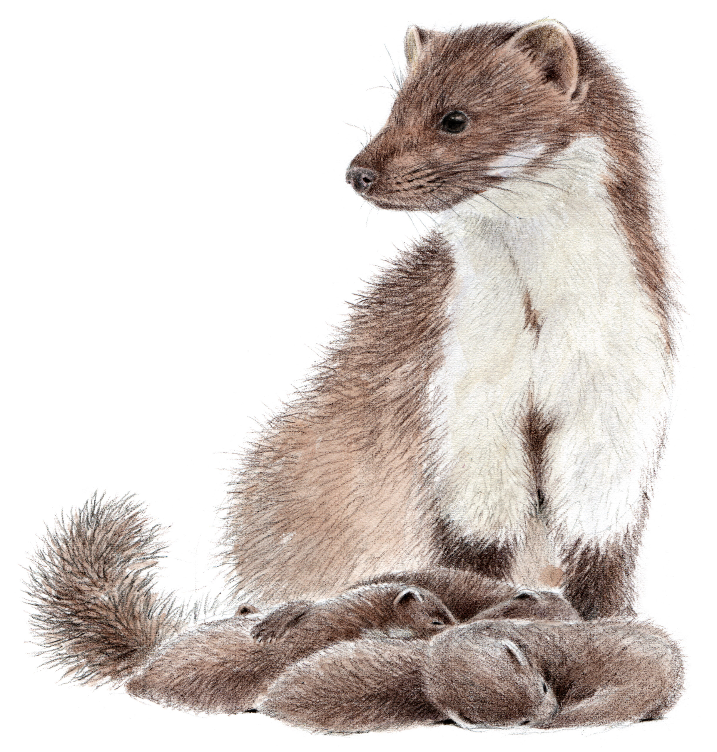 découvrez la fouine, un mammifère rusé et agile, connu pour son pelage et son comportement nocturne. apprenez-en davantage sur ses habitudes, son habitat et son rôle dans l'écosystème. une plongée fascinante dans la vie de cet animal méconnu.