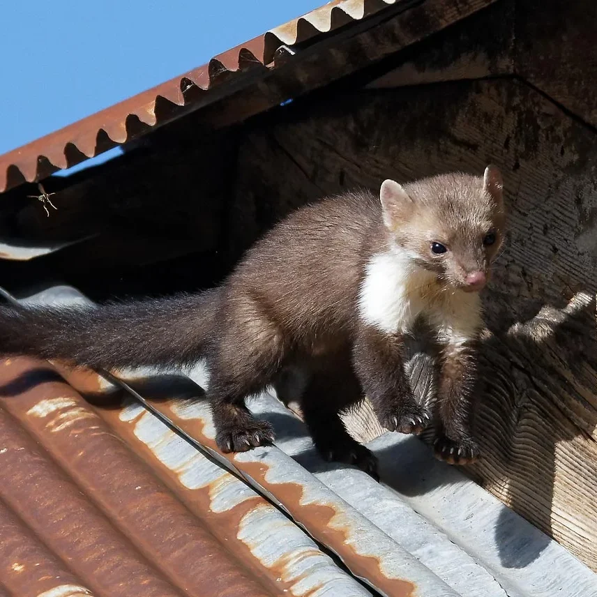 découvrez la fouine, un petit carnivore rusé et agile, connu pour ses habitudes nocturnes et son rôle essentiel dans l'écosystème. apprenez-en davantage sur son habitat, son alimentation et son comportement fascinant.