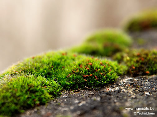 découvrez notre guide complet sur la mousse de toit : causes, impacts et solutions efficaces pour préserver l'intégrité de votre toiture. apprenez à prévenir l'accumulation de mousse et à maintenir l'esthétique de votre maison.