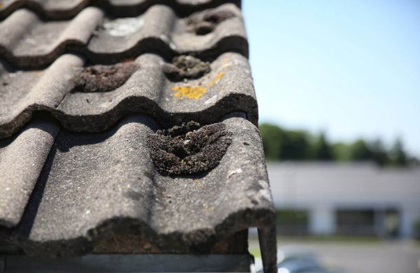 découvrez notre gamme de mousses spécialement conçues pour l'entretien et la protection de votre toit. prolongez la durée de vie de votre toiture tout en préservant son esthétique avec nos produits de qualité, simples d'utilisation et efficaces.