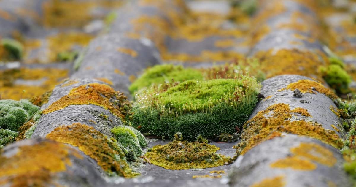 découvrez notre guide complet sur la mousse de toit : ses causes, ses conséquences et les meilleures méthodes pour l'éliminer efficacement. protégez votre toiture et prolongez sa durée de vie grâce à nos conseils d'experts.