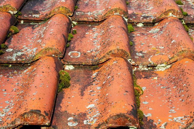 découvrez nos astuces et techniques efficaces pour nettoyer votre toit de la mousse. préservez l'esthétique et la durabilité de votre toiture avec nos conseils pratiques et produits adaptés.