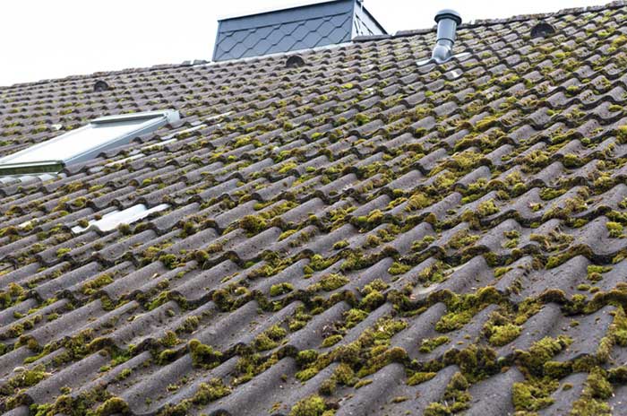 découvrez nos conseils et astuces pour nettoyer efficacement votre toit de la mousse. prolongez la durée de vie de votre toiture tout en préservant son esthétique avec nos méthodes naturelles et écologiques.