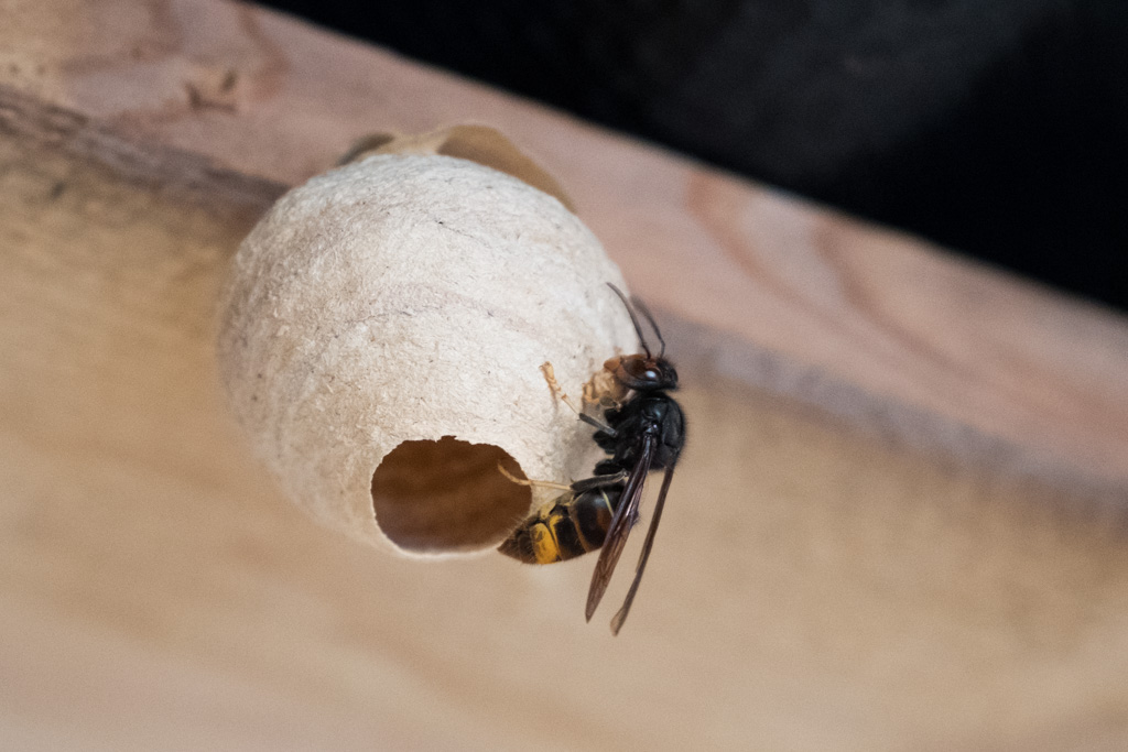 découvrez tout ce que vous devez savoir sur le nid de frelon : caractéristiques, dangers, et méthodes efficaces pour l'éliminer en toute sécurité. protégez votre espace extérieur des invasions de ces insectes menaçants.