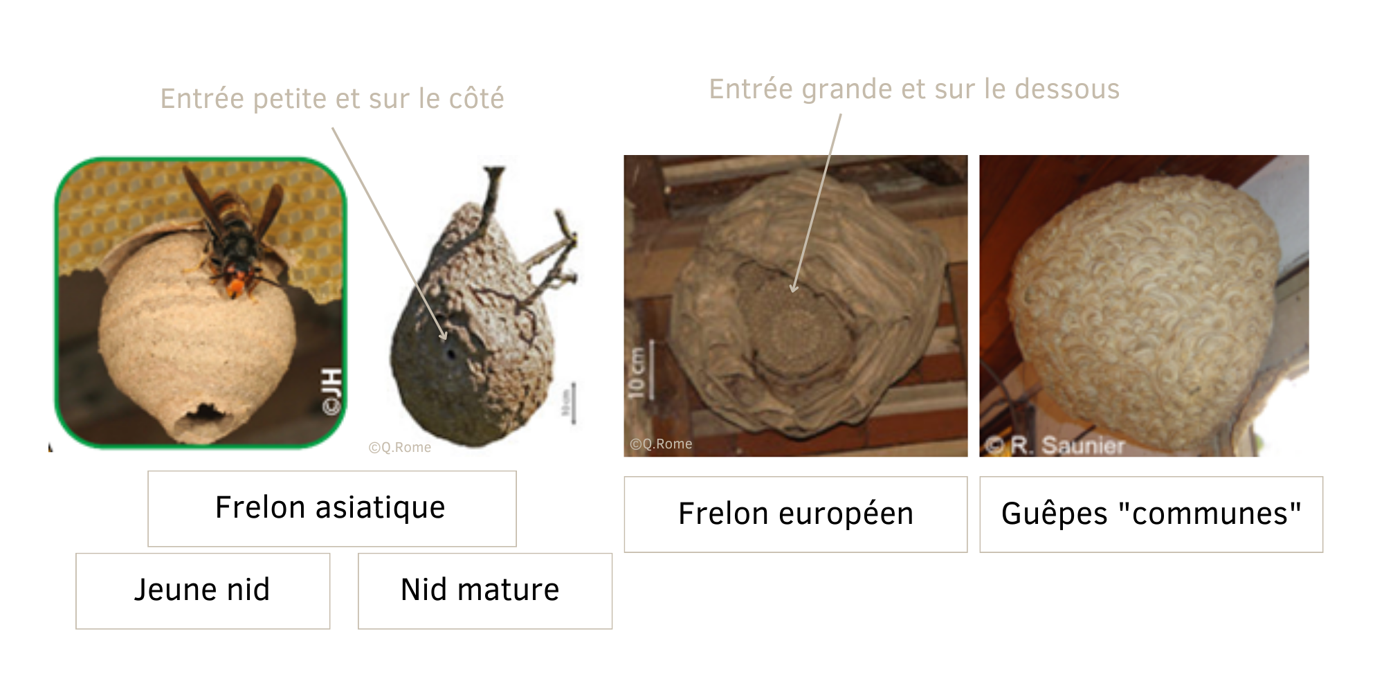 découvrez tout ce qu'il faut savoir sur le nid de frelon : caractéristiques, dangers, et méthodes de prévention. informez-vous sur la meilleure façon de protéger votre jardin et votre maison contre ces insectes redoutables.