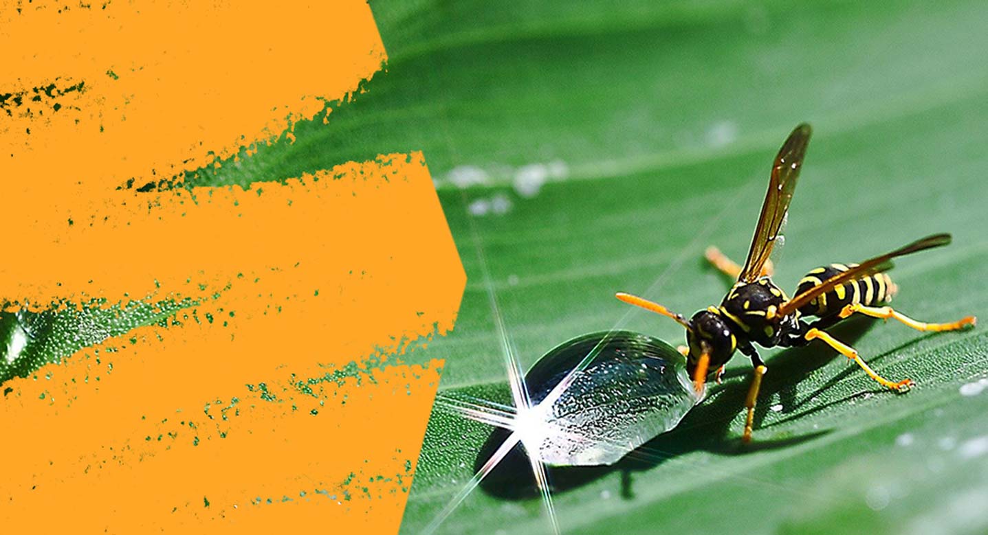 découvrez tout ce que vous devez savoir sur les nids de guêpes : identification, dangers et méthodes d'élimination. apprenez à protéger votre maison et votre jardin des invasions de guêpes pour un été serein.
