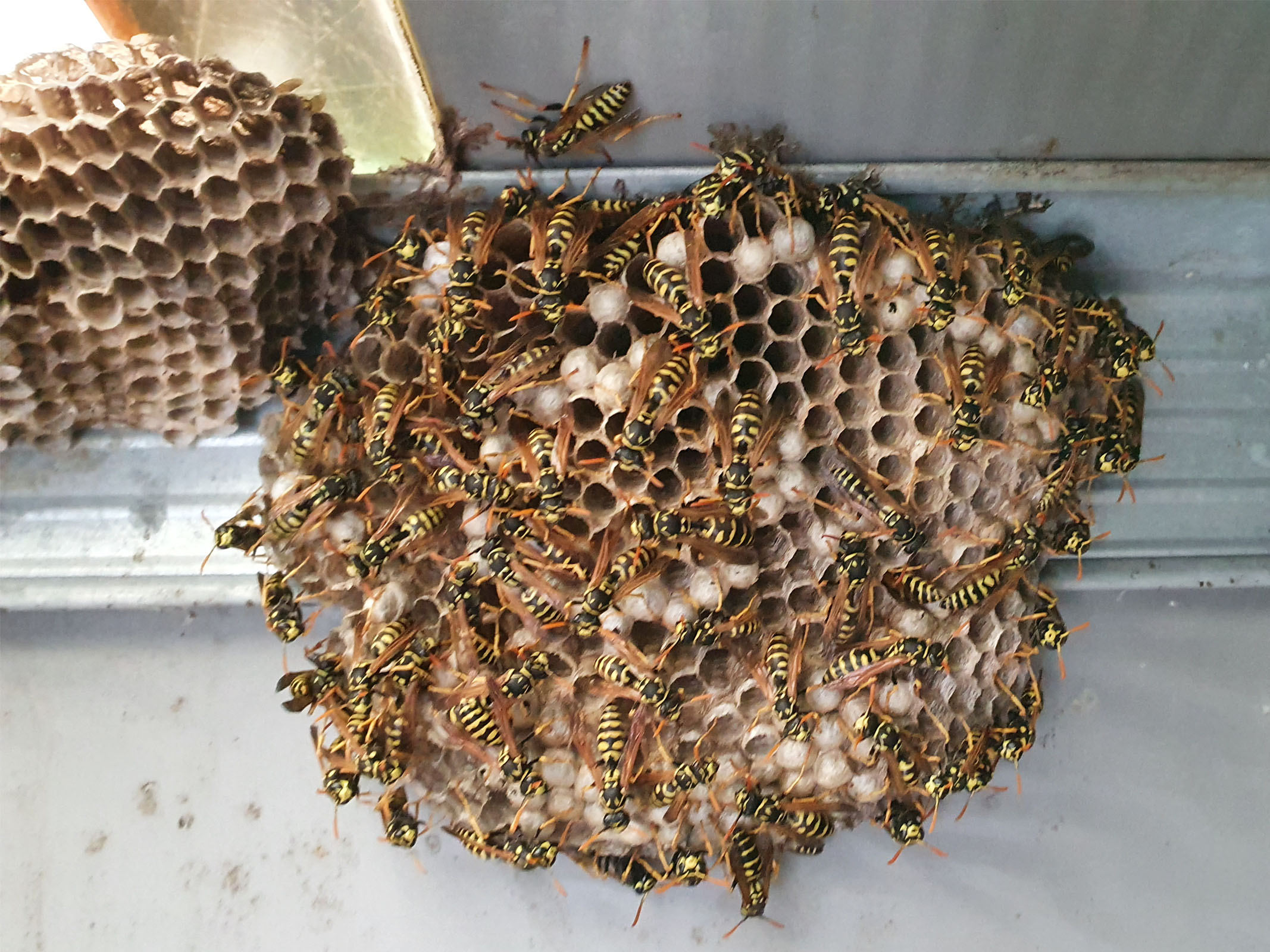 découvrez tout ce que vous devez savoir sur les nids de guêpes : identification, dangers, et méthodes efficaces pour les éliminer en toute sécurité. protégez votre espace avec nos conseils pratiques !