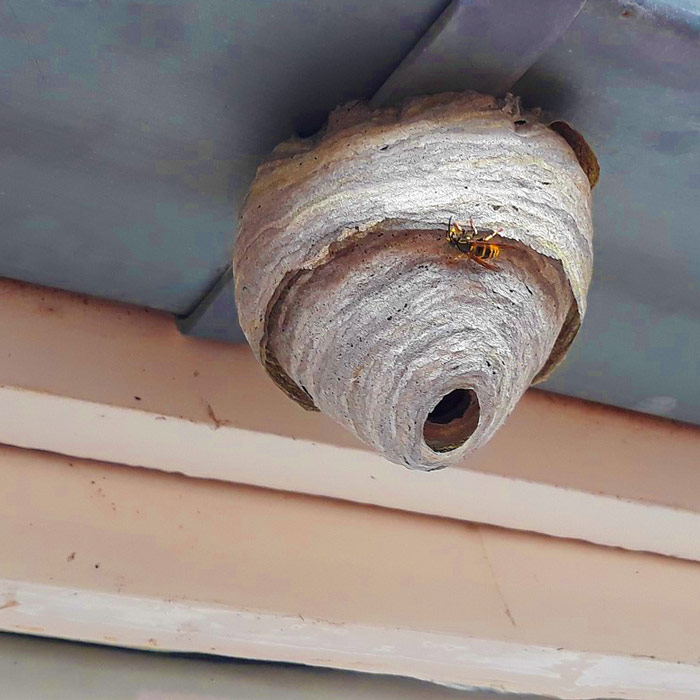 découvrez tout ce qu'il faut savoir sur les nids de guêpes : identification, habitudes de construction, dangers potentiels et méthodes efficaces pour les enlever en toute sécurité.