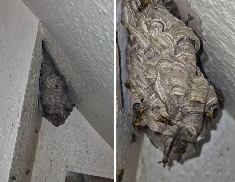 découvrez tout ce qu'il faut savoir sur les nids de guêpes : identification, dangers, prévention et méthodes d'extermination. protégez votre maison et votre famille des nuisances causées par ces insectes.