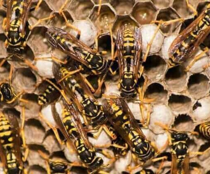 découvrez tout ce qu'il faut savoir sur les nids de guêpes : identification, dangers, méthodes d'élimination et conseils pour éviter les invasions. protégez votre jardin et votre intérieur des nuisibles.