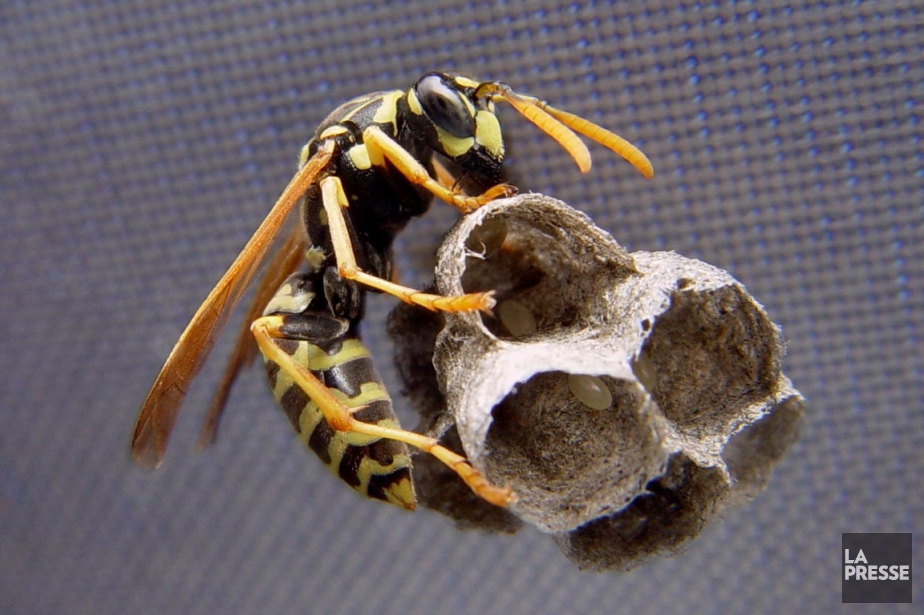 découvrez tout ce qu'il faut savoir sur les nids de guêpes : identification, dangers, méthodes d'élimination et conseils pour protéger votre espace extérieur. restez en sécurité tout en préservant l'équilibre de la nature.