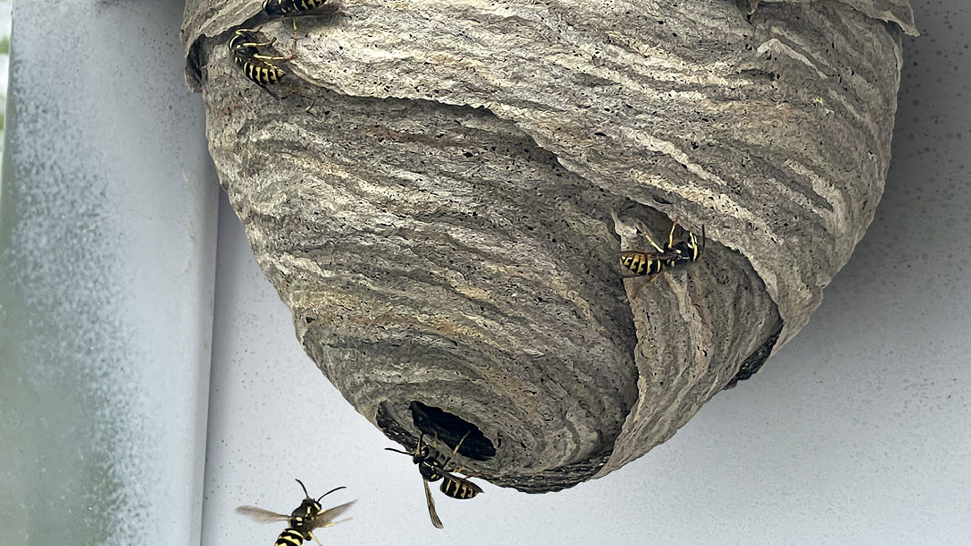 découvrez tout ce qu'il faut savoir sur les nids de guêpes : leur formation, les risques qu'ils présentent, et les méthodes efficaces pour s'en débarrasser en toute sécurité. protégez votre domicile et votre famille avec nos conseils pratiques.