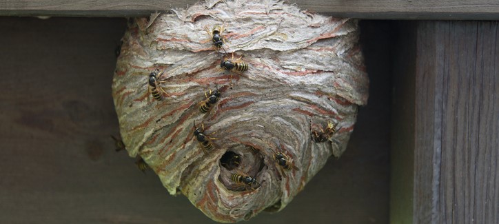 découvrez comment identifier et gérer un nid de guêpes dans votre jardin. apprenez les méthodes de prévention et de traitement pour assurer votre sécurité tout en protégeant l'écosystème.