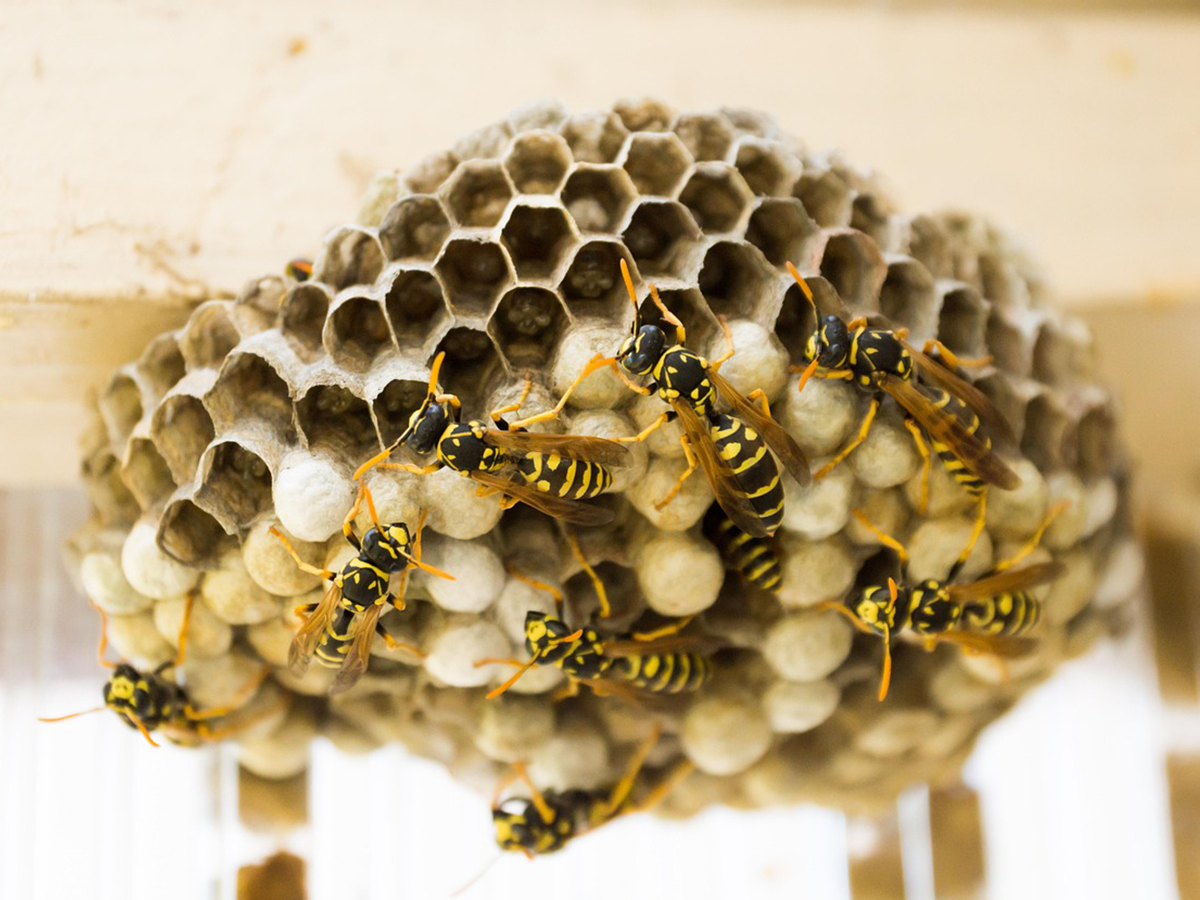 découvrez tout ce que vous devez savoir sur les nids de guêpes : comment les identifier, les dangers qu'ils représentent et les méthodes efficaces pour les éliminer. protégez votre espace extérieur et apprenez à gérer ces insectes avec nos conseils pratiques.